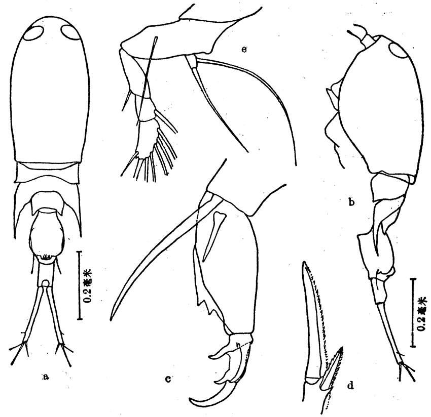 Species Corycaeus (Ditrichocorycaeus) lubbocki - Plate 5 of morphological figures