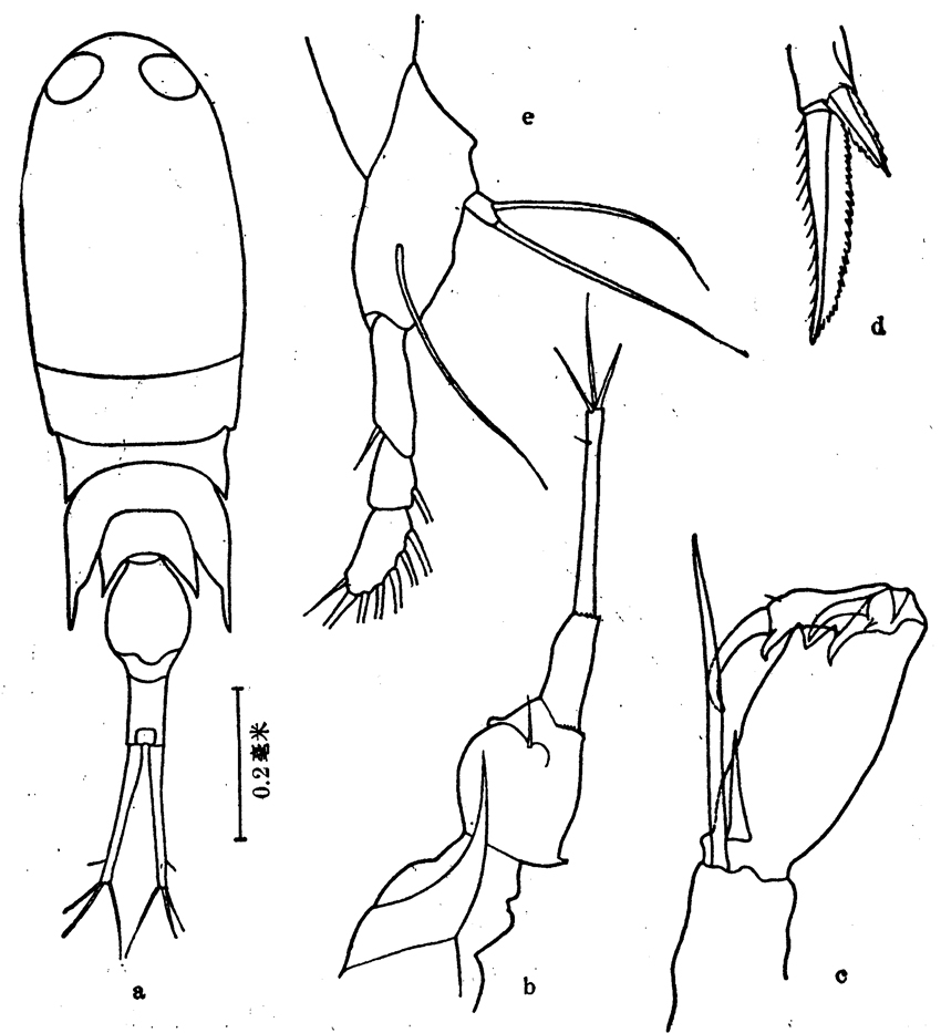 Espèce Corycaeus (Ditrichocorycaeus) dahli - Planche 13 de figures morphologiques