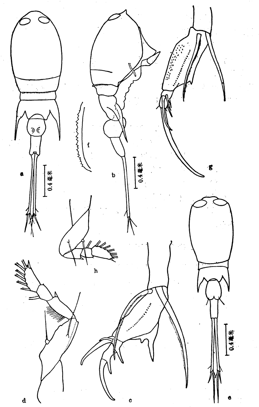 Espce Corycaeus (Urocorycaeus) longistylis - Planche 8 de figures morphologiques
