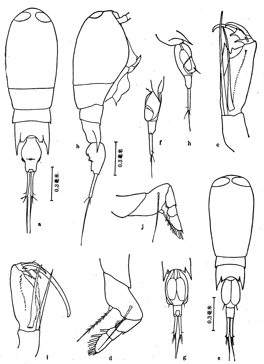 Espce Corycaeus (Agetus) flaccus - Planche 13 de figures morphologiques