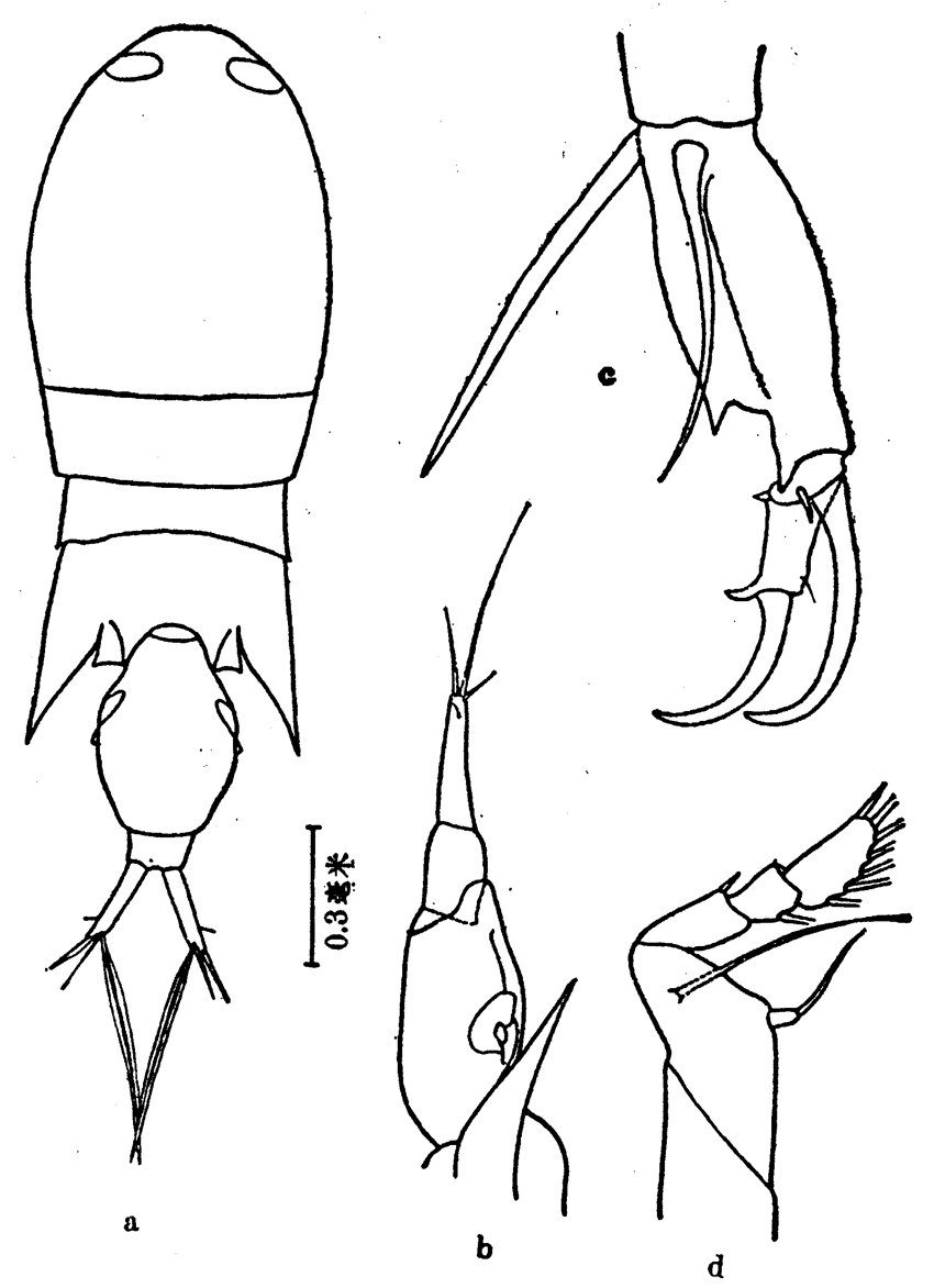 Species Corycaeus (Monocorycaeus) robustus - Plate 9 of morphological figures