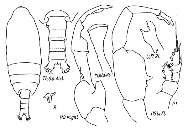 Espce Batheuchaeta peculiaris - Planche 1 de figures morphologiques