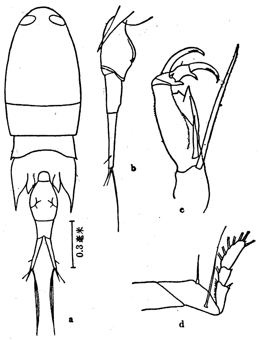 Espèce Corycaeus (Corycaeus) crassiusculus - Planche 12 de figures morphologiques