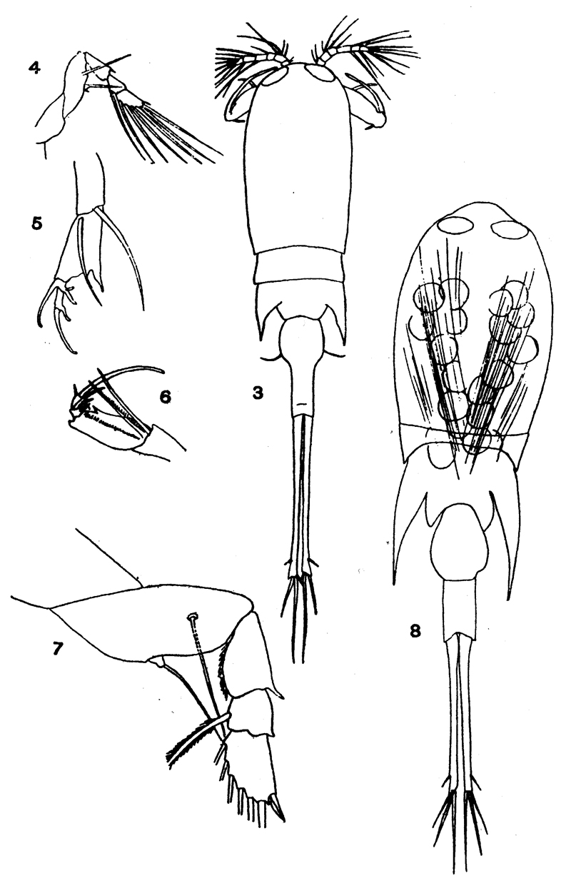 Espce Corycaeus (Urocorycaeus) longistylis - Planche 9 de figures morphologiques