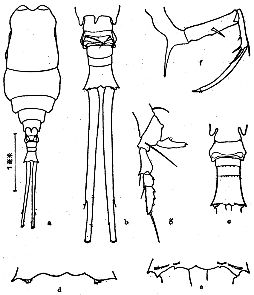 Espèce Copilia vitrea - Planche 1 de figures morphologiques