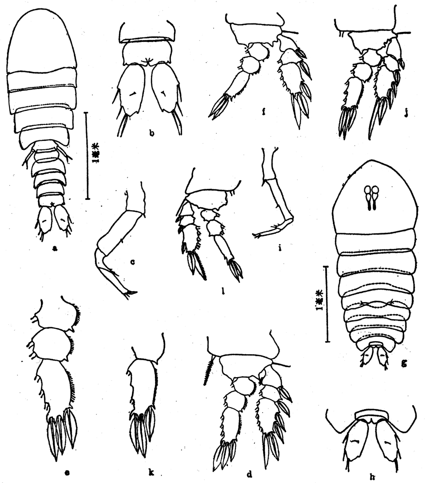 Espèce Sapphirina gemma - Planche 5 de figures morphologiques