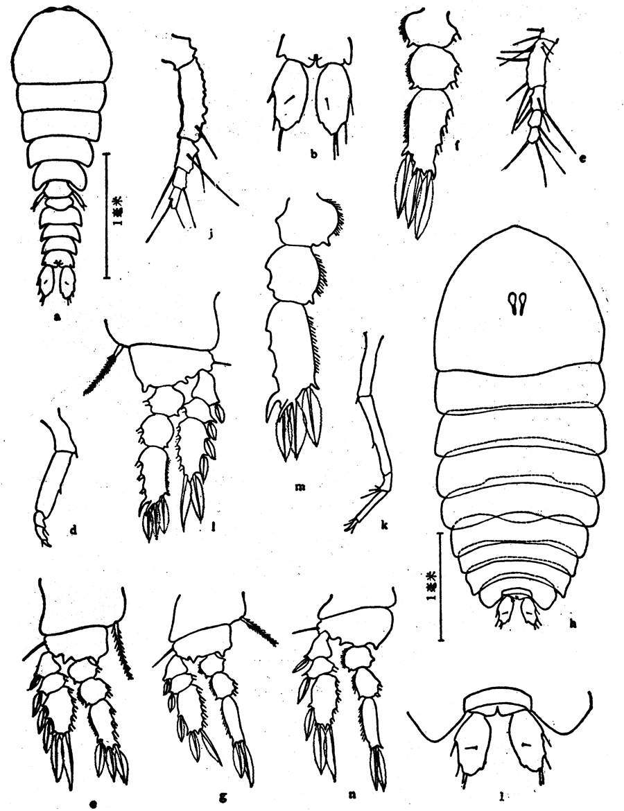 Espèce Sapphirina ovatolanceolata - Planche 7 de figures morphologiques