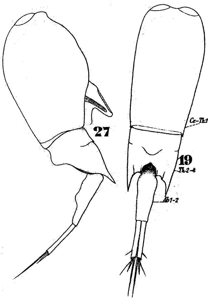 Espce Farranula longicaudis - Planche 2 de figures morphologiques