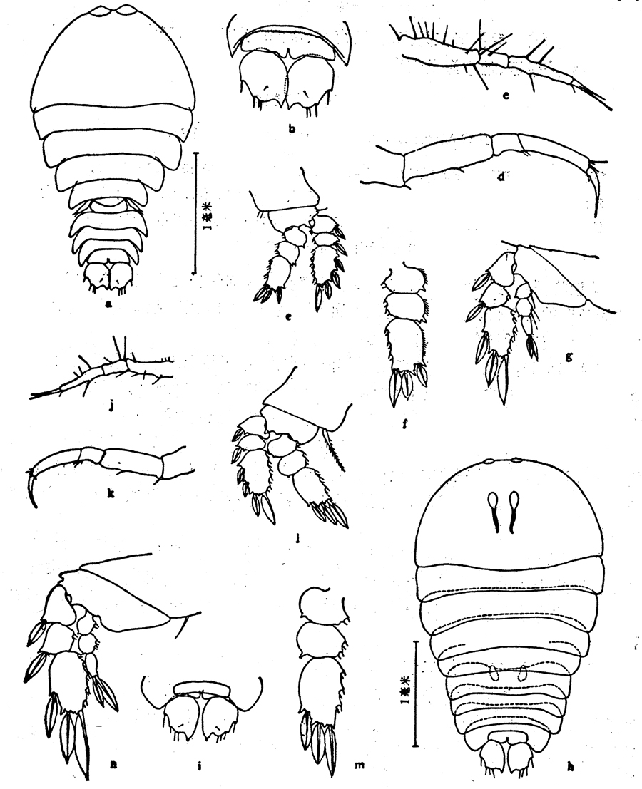 Species Sapphirina opalina - Plate 5 of morphological figures
