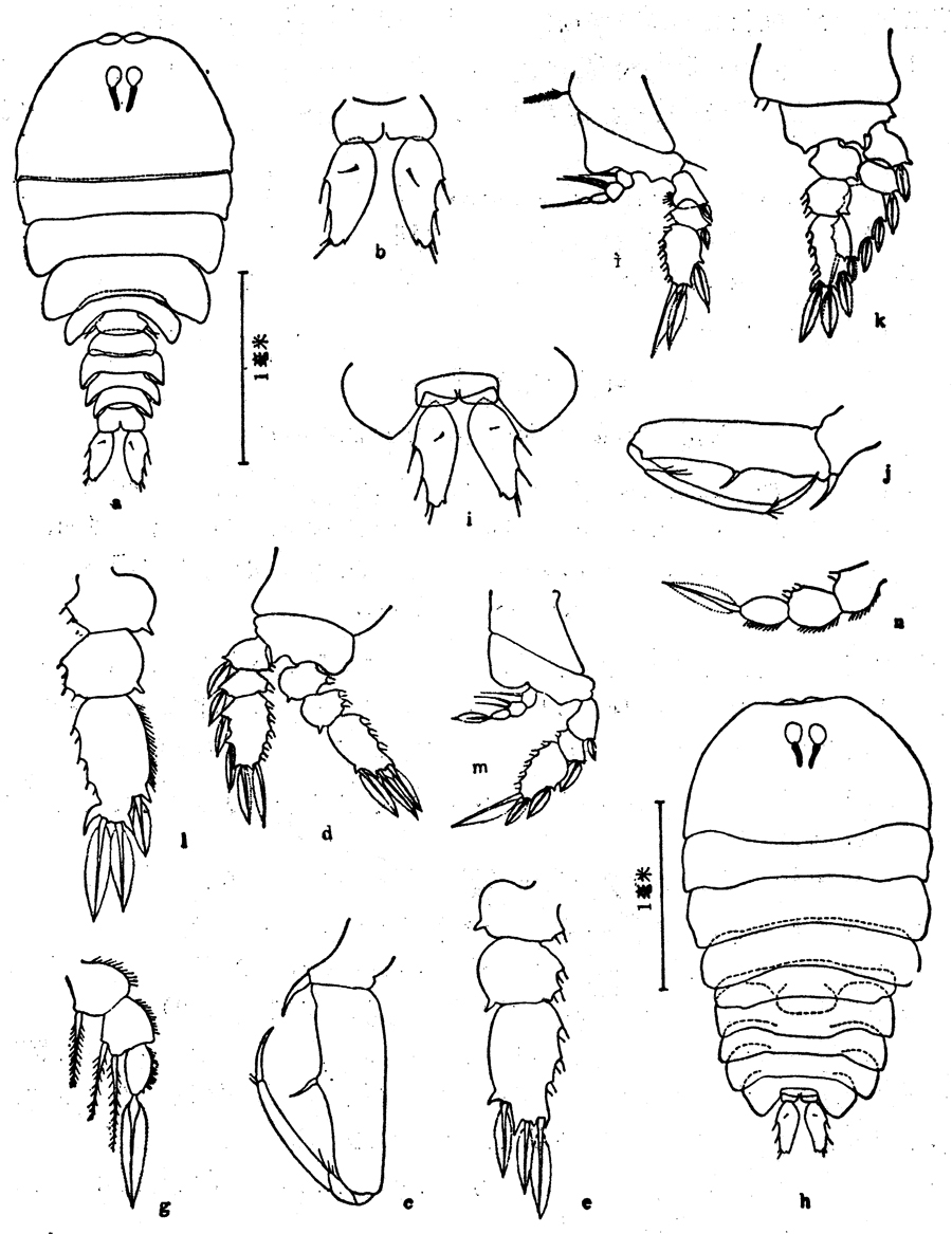 Species Sapphirina stellata - Plate 2 of morphological figures
