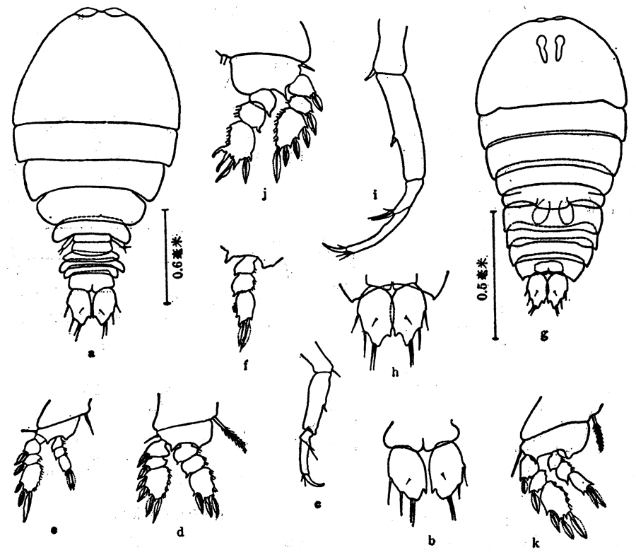 Species Sapphirina sinuicauda - Plate 4 of morphological figures