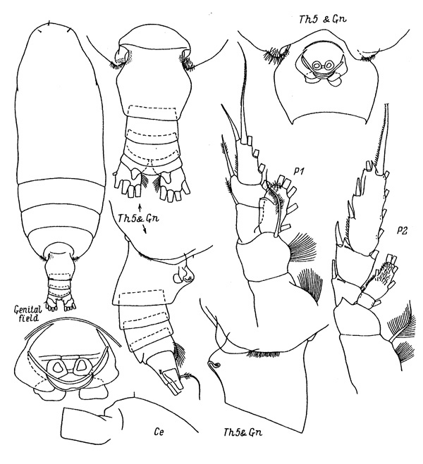 Species Batheuchaeta pubescens - Plate 1 of morphological figures