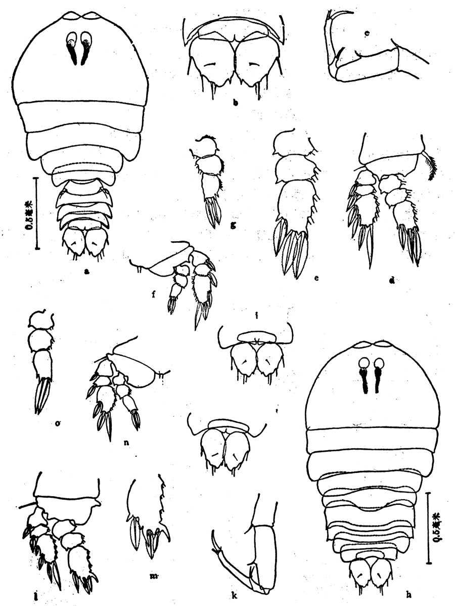 Species Sapphirina auronitens - Plate 3 of morphological figures