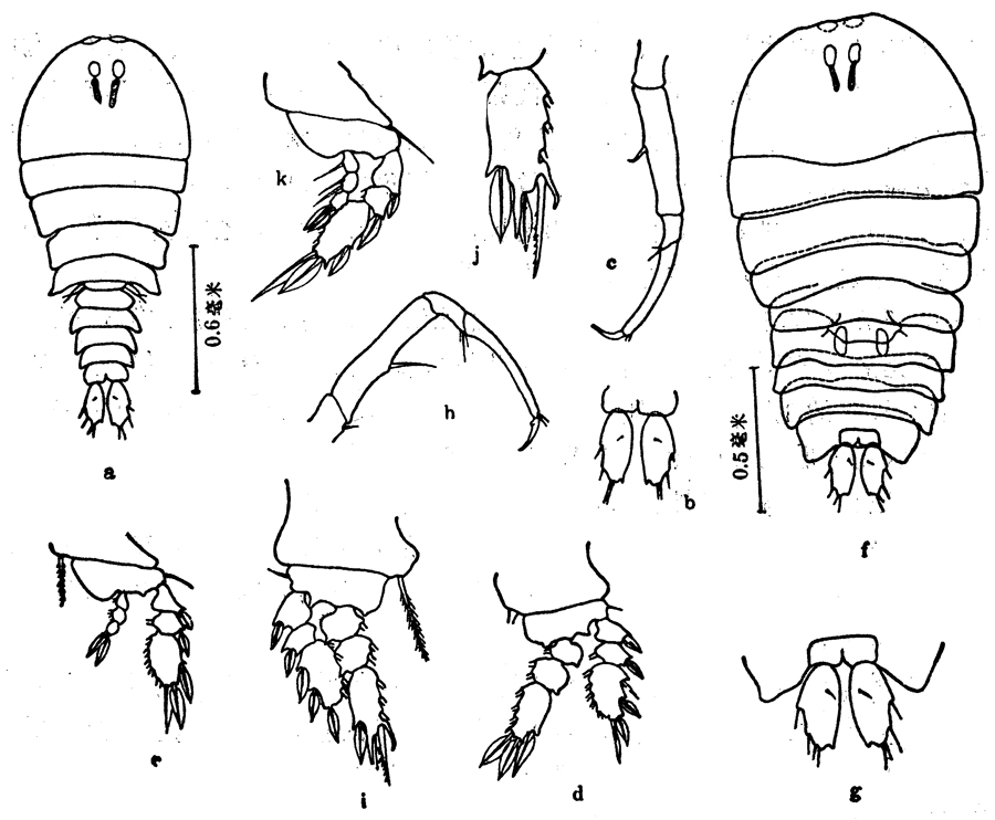 Species Sapphirina nigromaculata - Plate 6 of morphological figures
