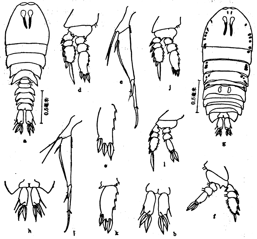 Species Sapphirina metallina - Plate 4 of morphological figures