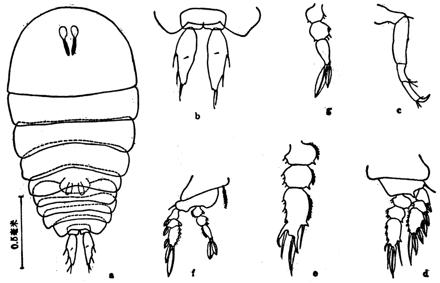 Species Sapphirina lactens - Plate 3 of morphological figures