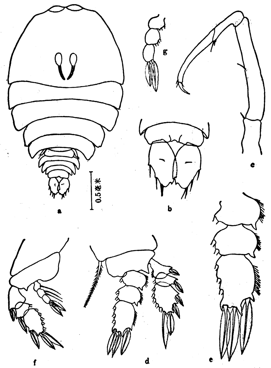 Espce Sapphirina bicuspidata - Planche 2 de figures morphologiques