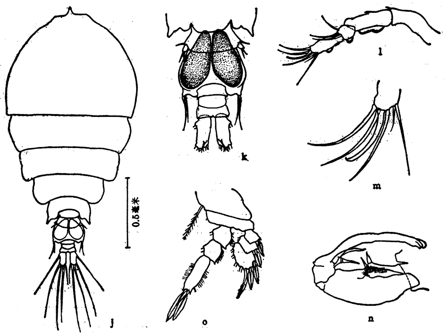 Espèce Pachos punctatum - Planche 12 de figures morphologiques