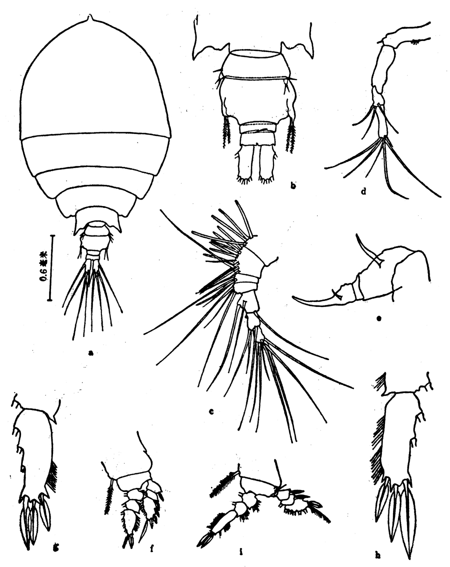 Species Pachos dentatum - Plate 2 of morphological figures