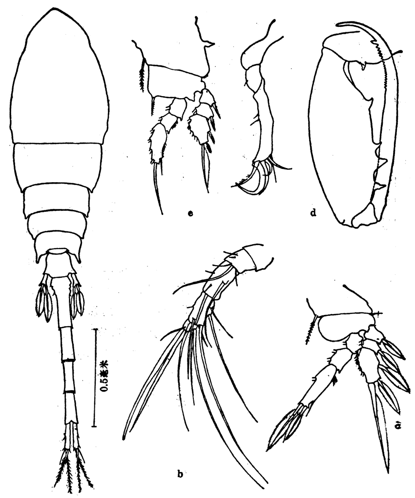 Species Lubbockia aculeata - Plate 7 of morphological figures