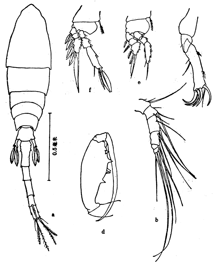 Species Lubbockia squillimana - Plate 3 of morphological figures