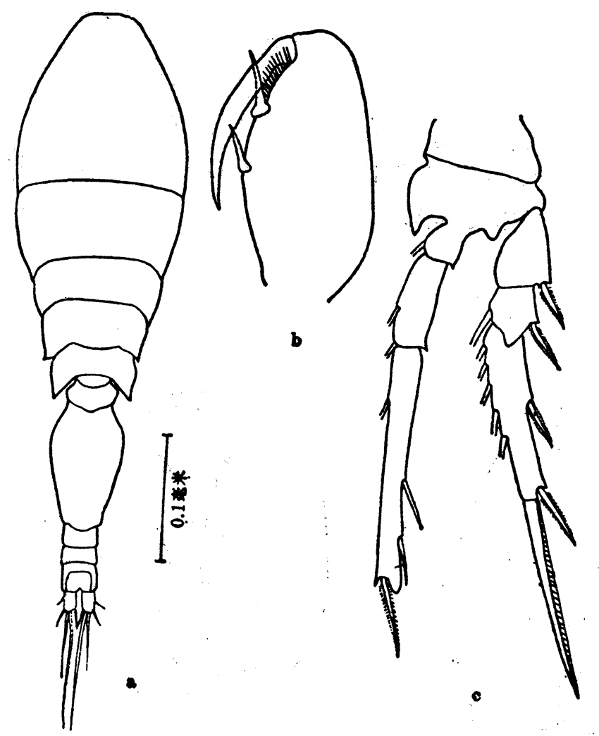 Species Triconia dentipes - Plate 9 of morphological figures