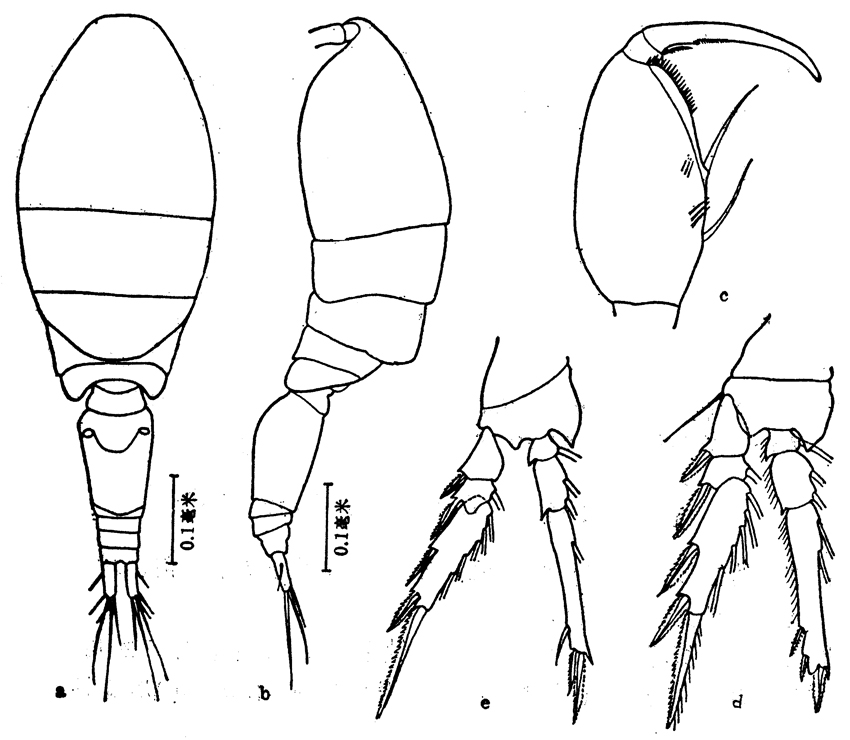 Espce Oncaea clevei - Planche 5 de figures morphologiques