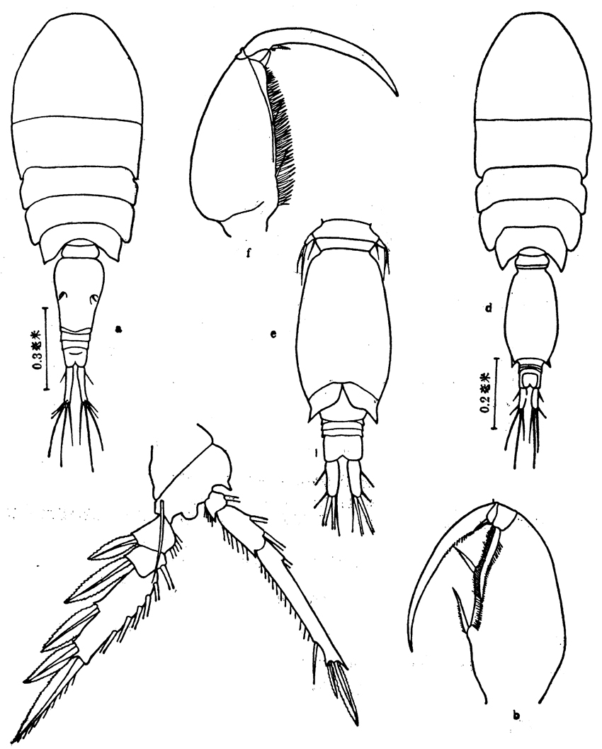 Espce Oncaea mediterranea - Planche 10 de figures morphologiques