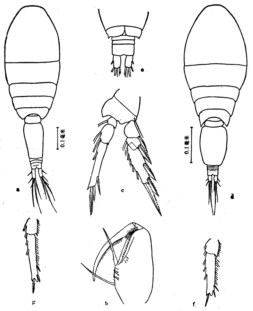 Species Oncaea media - Plate 7 of morphological figures