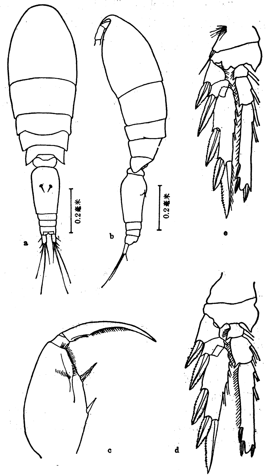 Espèce Triconia conifera - Planche 12 de figures morphologiques