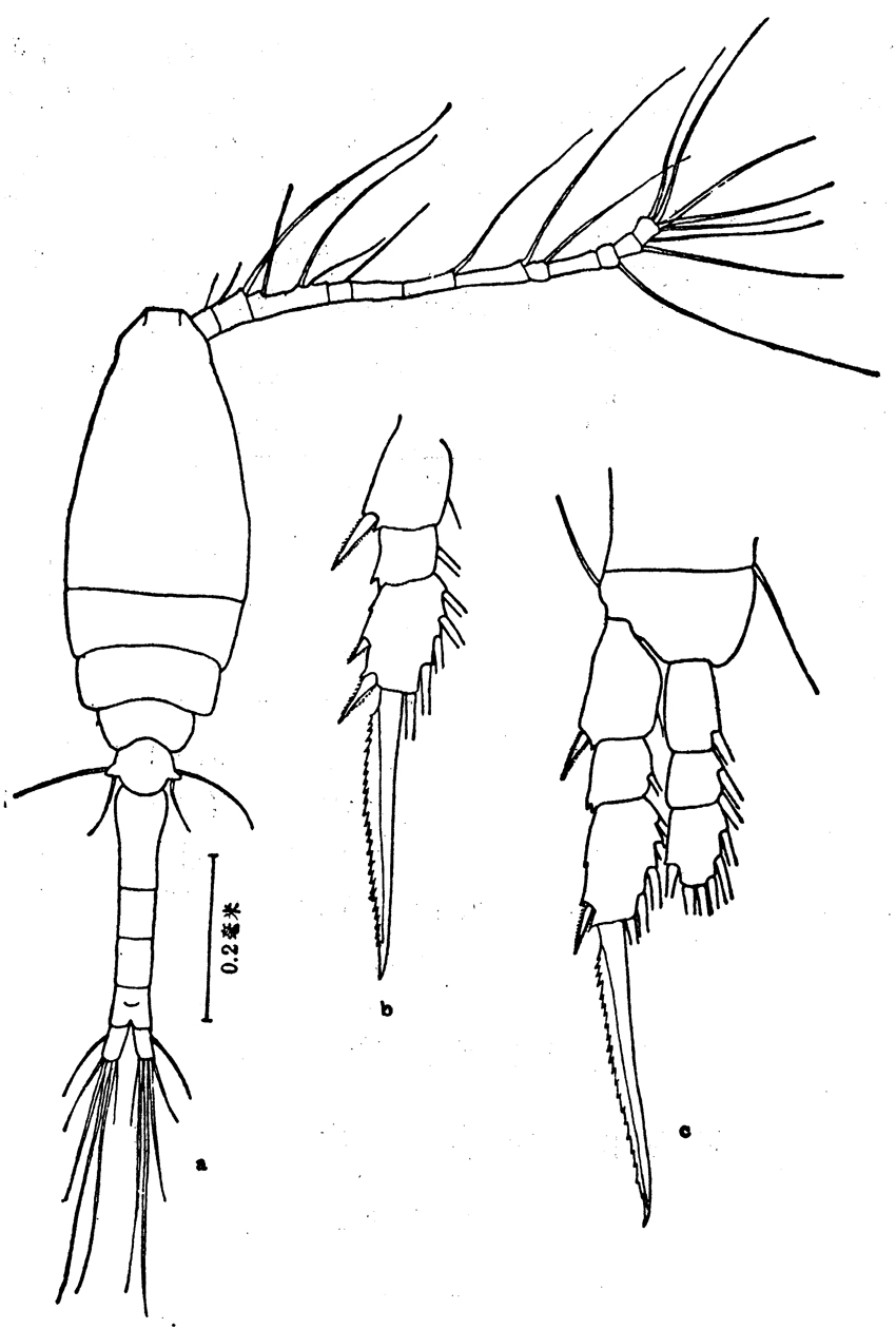 Espce Oithona fallax - Planche 7 de figures morphologiques