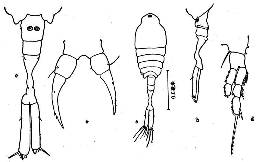 Espèce Tortanus (Tortanus) gracilis - Planche 5 de figures morphologiques
