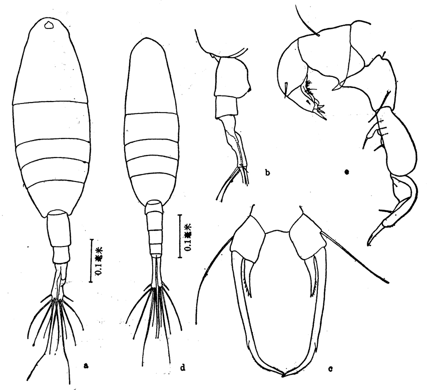 Espce Acartiella sinensis - Planche 4 de figures morphologiques