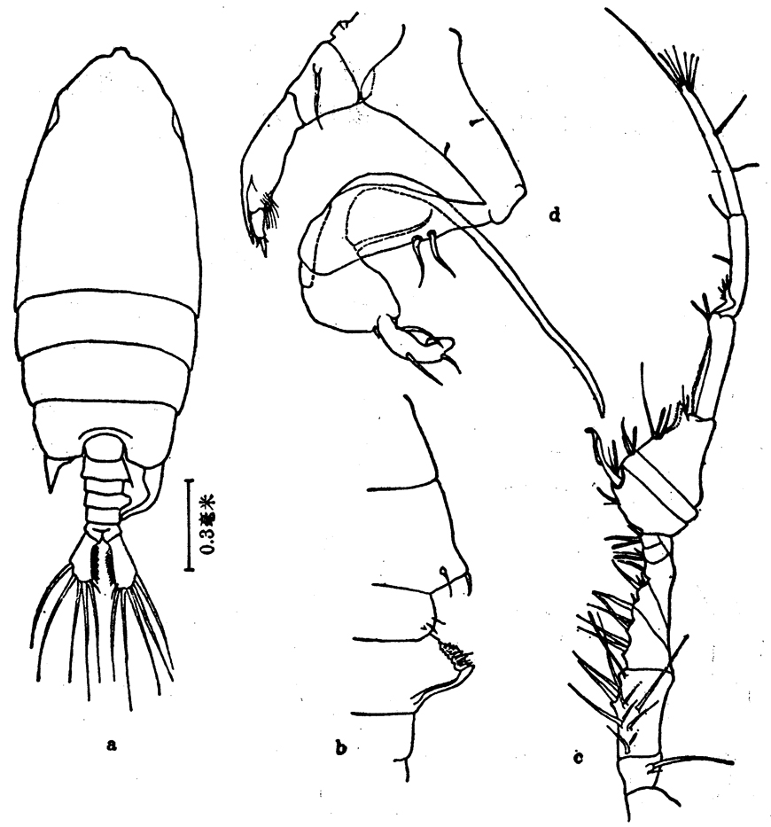 Species Pontellopsis macronyx - Plate 6 of morphological figures