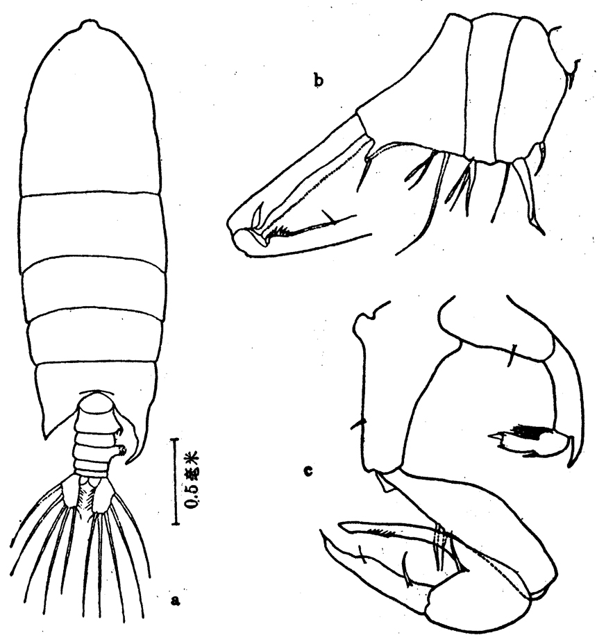 Espèce Pontellopsis strenua - Planche 8 de figures morphologiques
