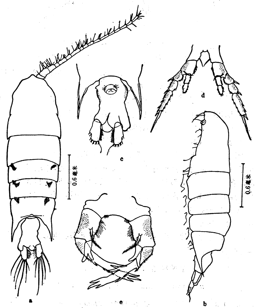 Espèce Pontellopsis villosa - Planche 11 de figures morphologiques