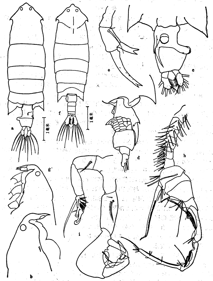 Species Pontella princeps - Plate 8 of morphological figures