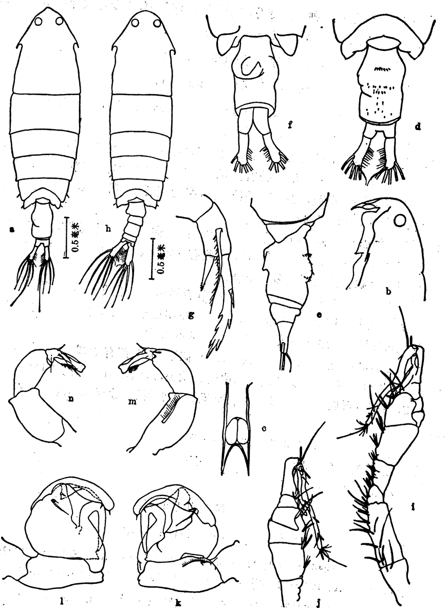 Species Pontella kieferi - Plate 2 of morphological figures