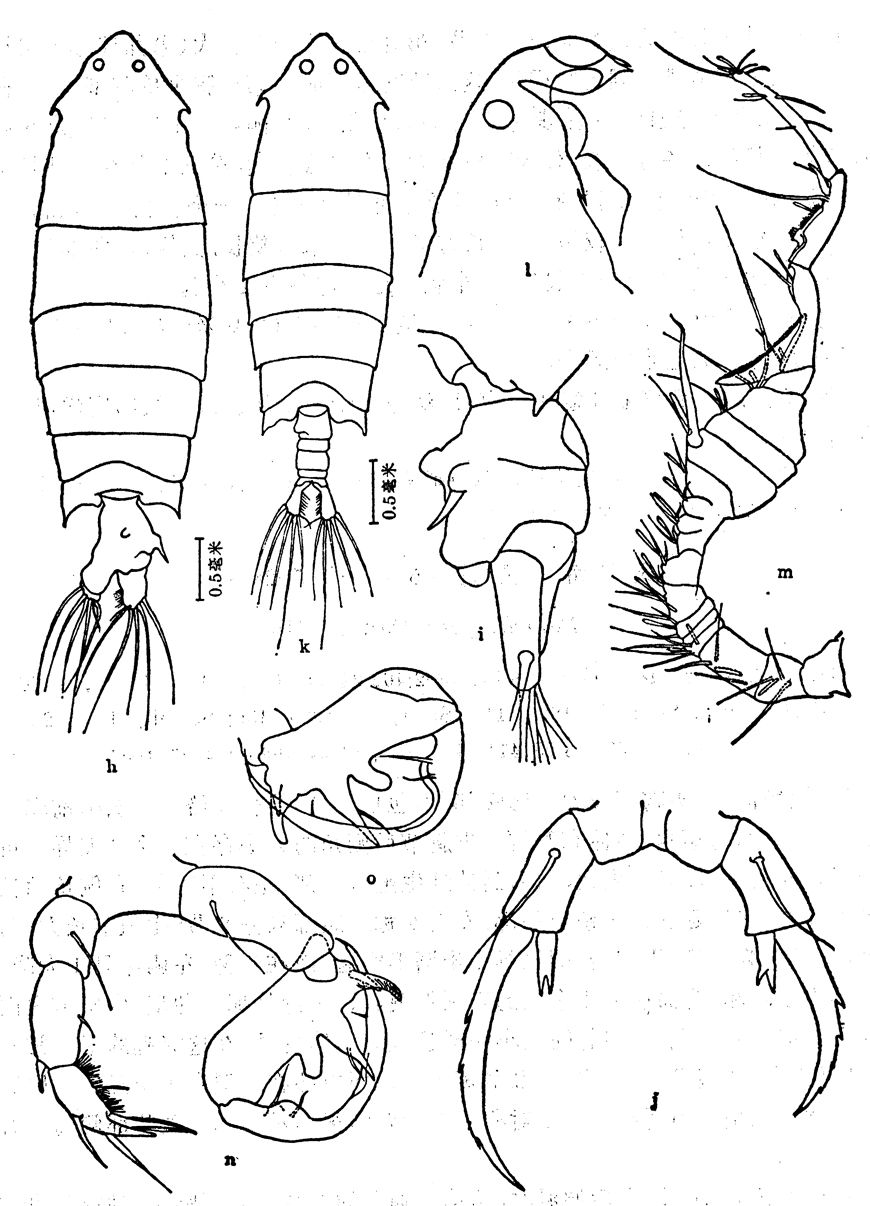 Species Pontella securifer - Plate 18 of morphological figures