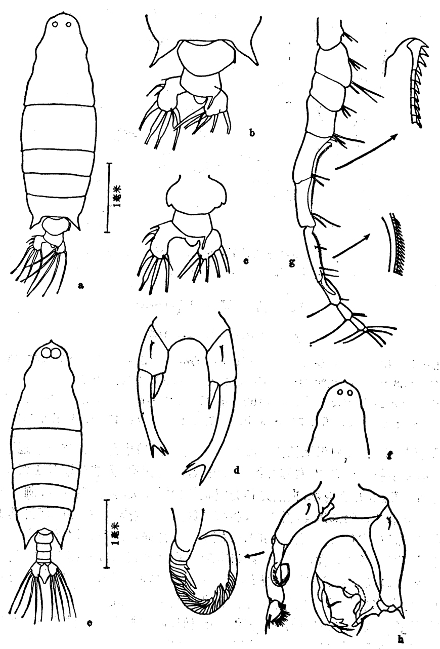 Espce Labidocera acutifrons - Planche 11 de figures morphologiques
