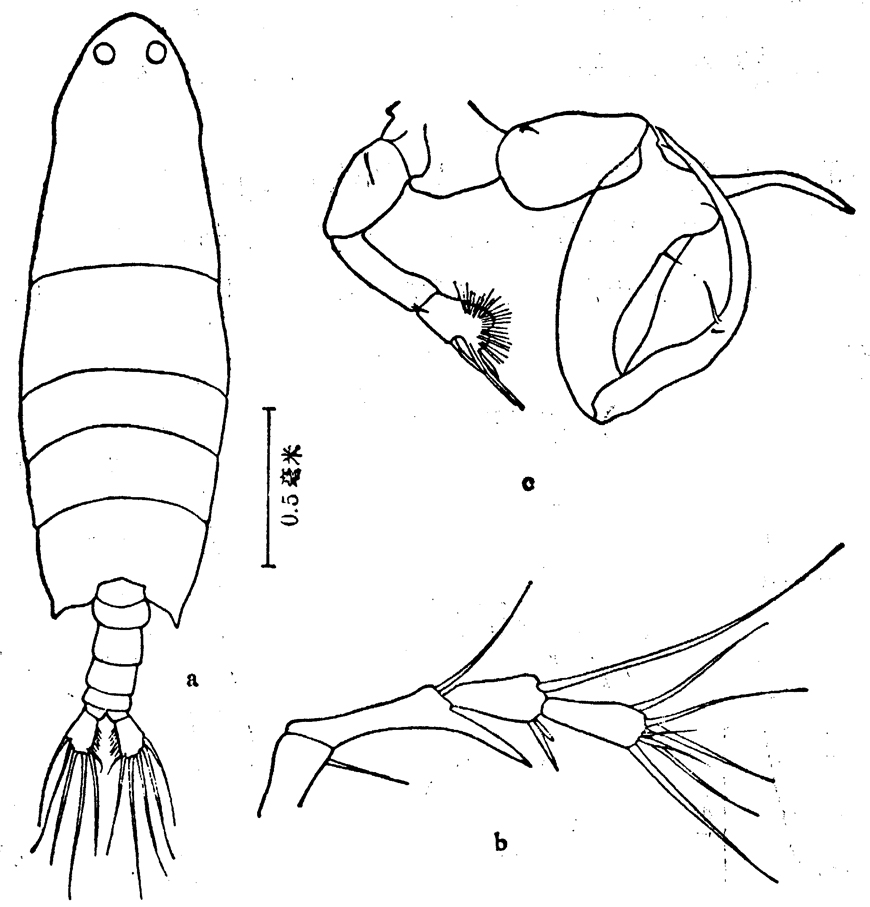 Espce Labidocera sinilobata - Planche 4 de figures morphologiques