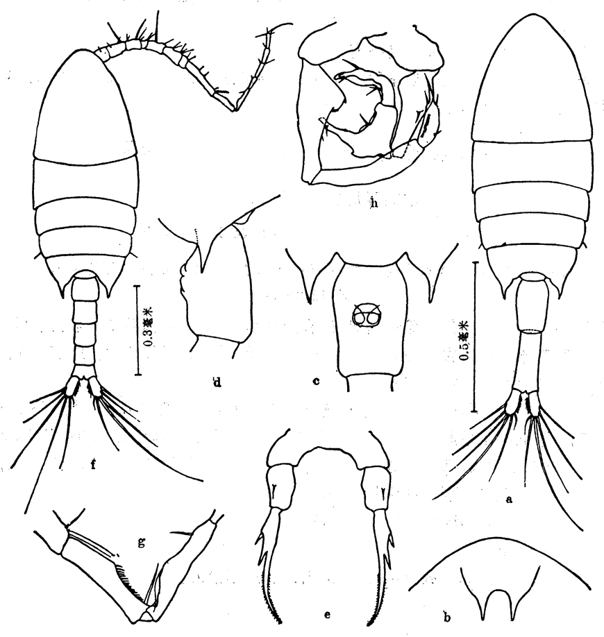 Espce Calanopia minor - Planche 5 de figures morphologiques