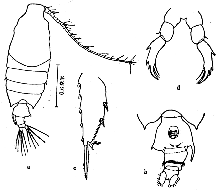 Espèce Candacia bispinosa - Planche 3 de figures morphologiques