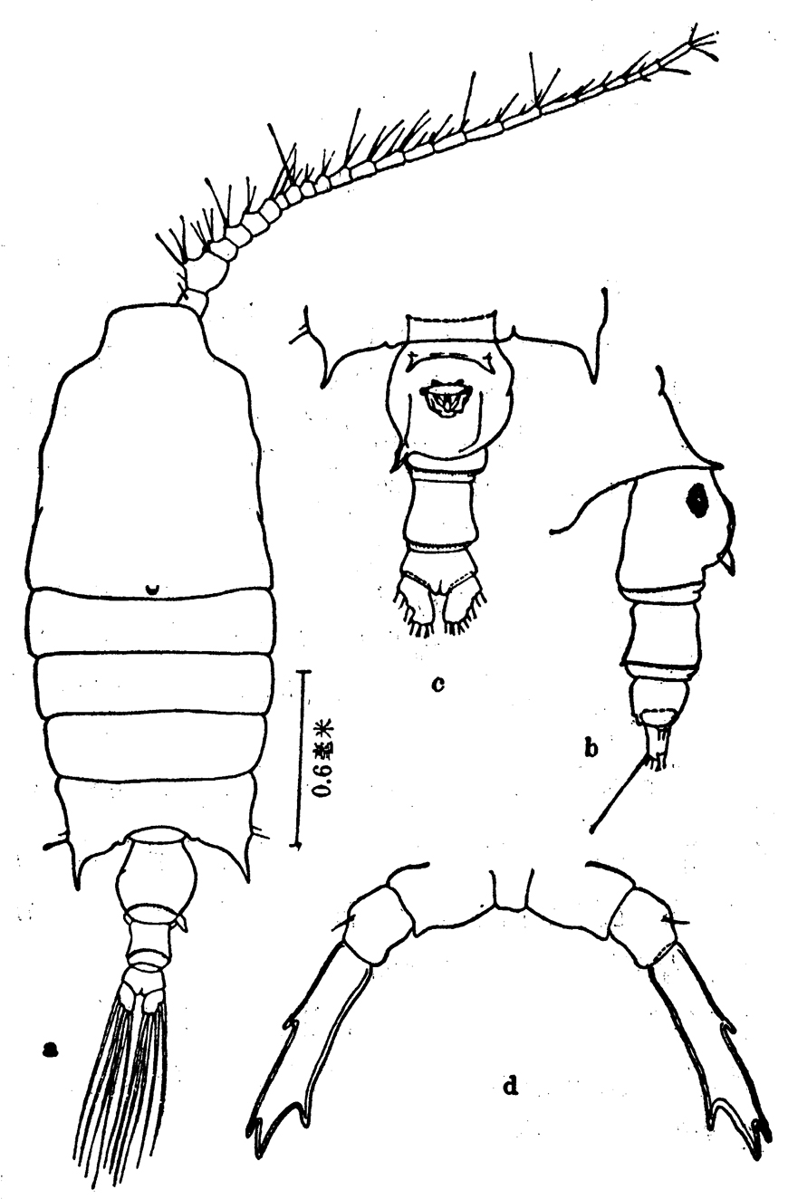 Espce Candacia curta - Planche 5 de figures morphologiques
