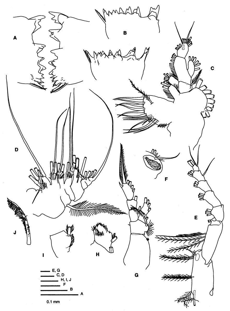 Espèce Eucalanus spinifer - Planche 3 de figures morphologiques