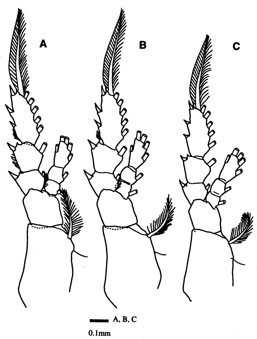 Espèce Eucalanus spinifer - Planche 4 de figures morphologiques