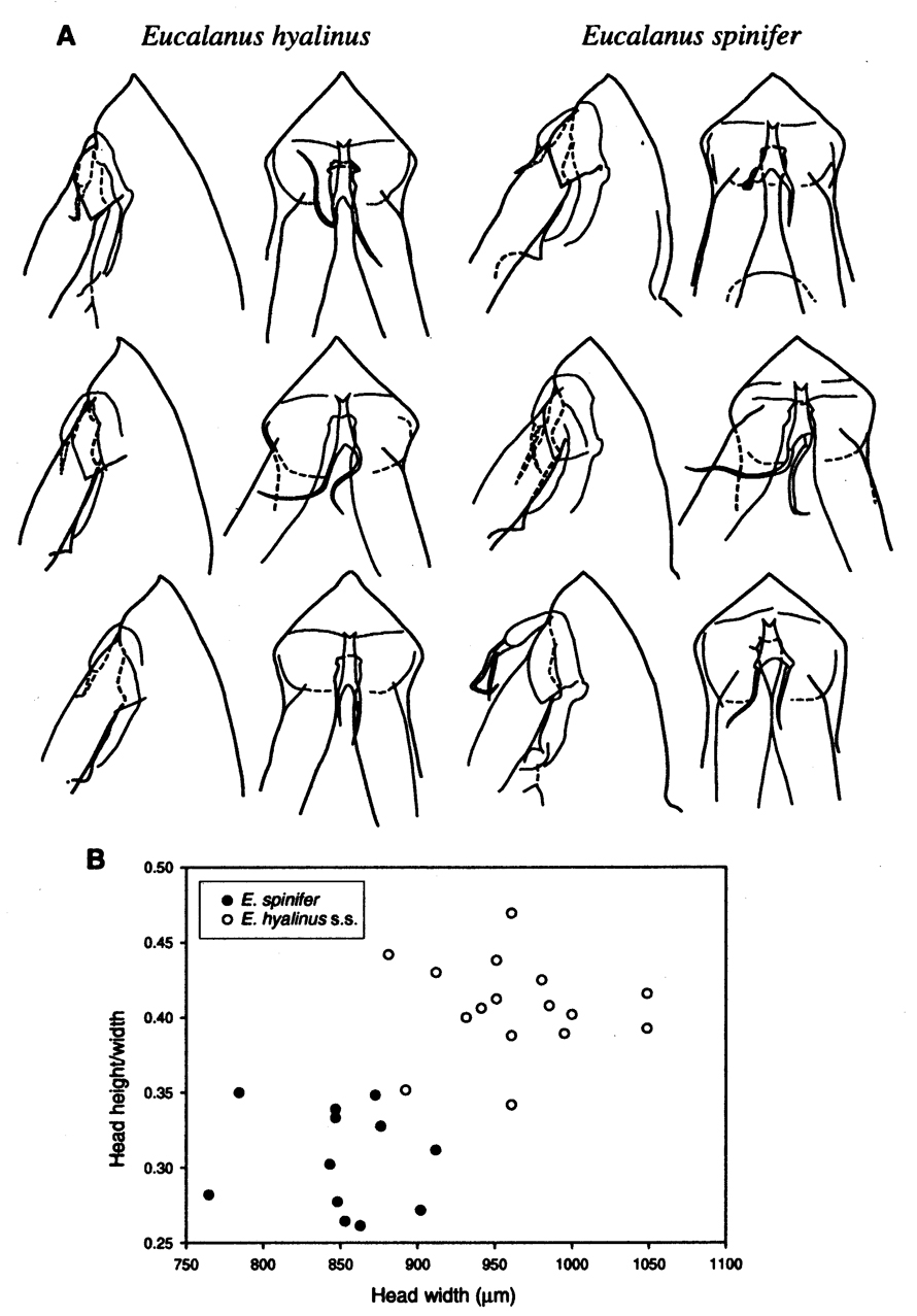 Espèce Eucalanus spinifer - Planche 7 de figures morphologiques