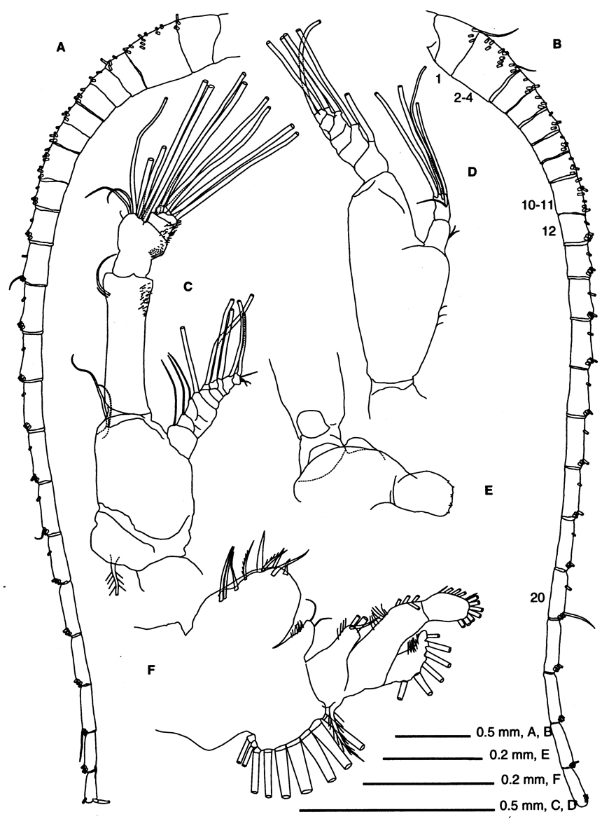 Espèce Eucalanus spinifer - Planche 6 de figures morphologiques