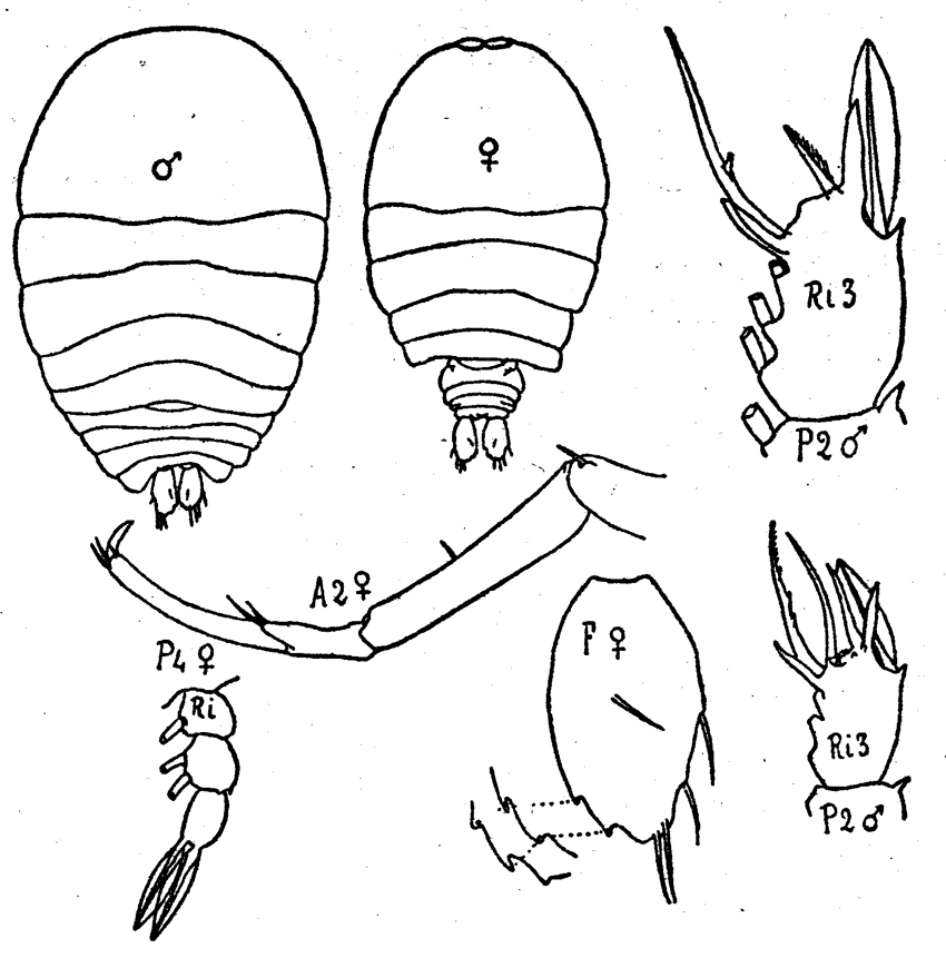 Espèce Sapphirina bicuspidata - Planche 3 de figures morphologiques