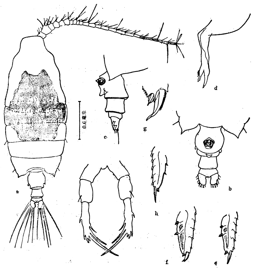 Species Candacia ethiopica - Plate 6 of morphological figures